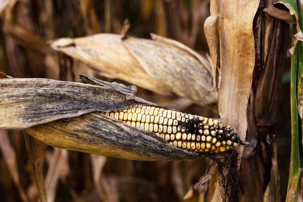 Corn field in autumn — Stock Photo, Image