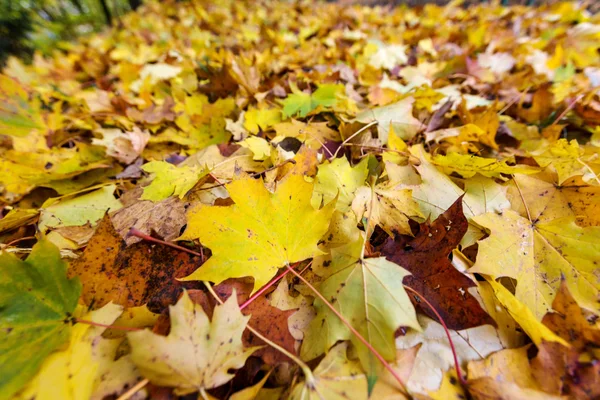 Sonbaharda sarı yapraklar — Stok fotoğraf