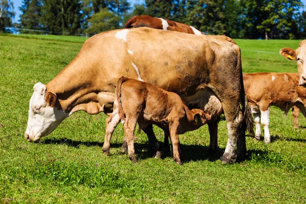 Dairy cows on summer pasture — Stock Photo, Image