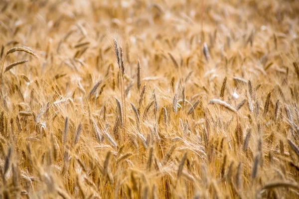 Getreidefeld im Sommer — Stockfoto