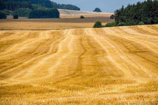 Campo de cereales en verano — Foto de Stock