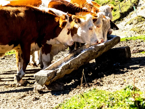 Mucche su un pascolo estivo — Foto Stock