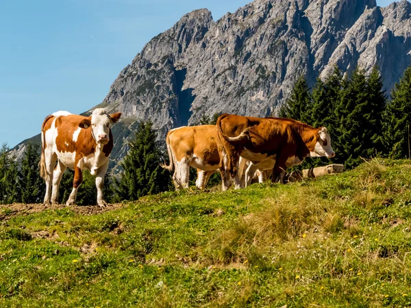 Mucche su un pascolo estivo — Foto Stock