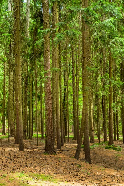 Bäume im Wald — Stockfoto