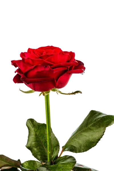 Red rose. sign of love — Stock Photo, Image