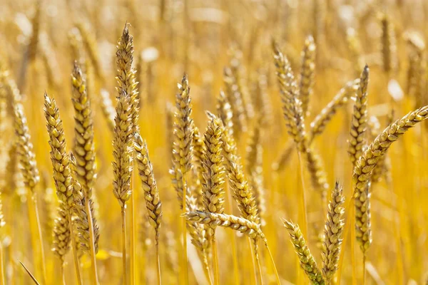 Wheat on a field — Stock Photo, Image