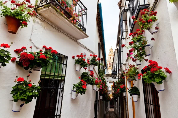 Spanje, cordoba, calleja de las flores — Stockfoto