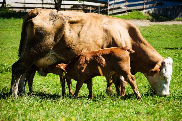 Dairy cows on summer pasture — Stock Photo, Image