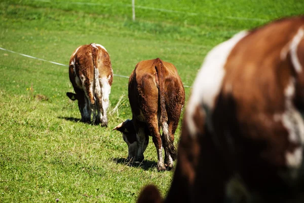 关于夏季牧场奶牛 — 图库照片
