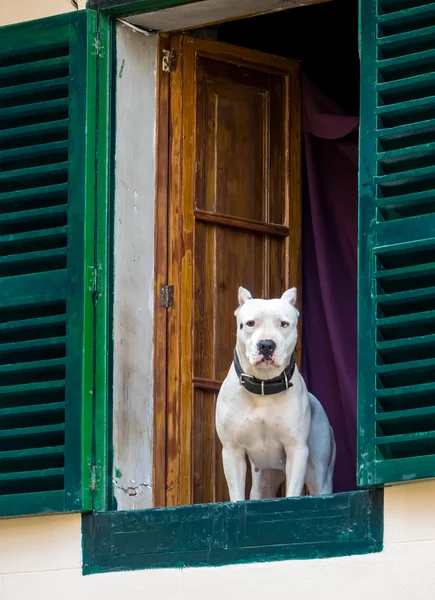 Hond kijkt uit het raam — Stockfoto