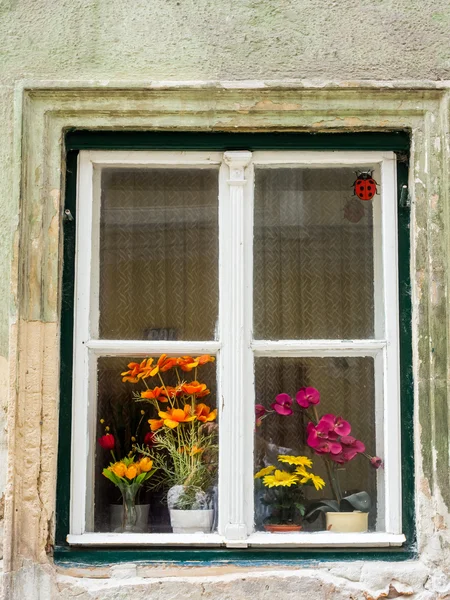 Venster met bloemen — Stockfoto