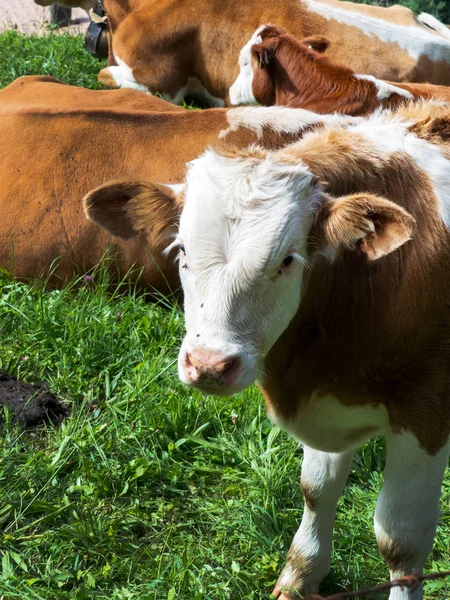Kühe auf einer Sommerweide — Stockfoto