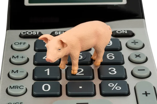 豚と電卓 — ストック写真