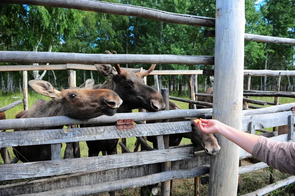 Granja de alces — Foto de Stock