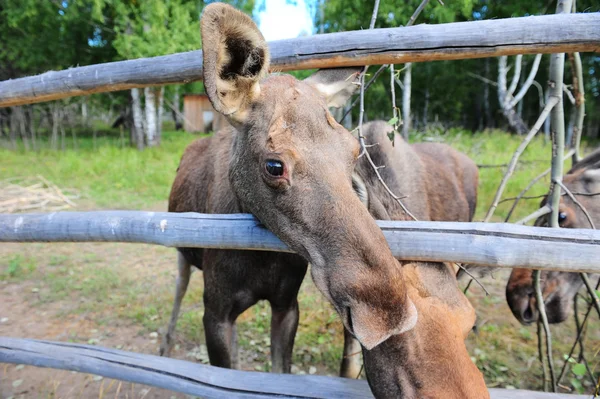 Granja de alces — Foto de Stock