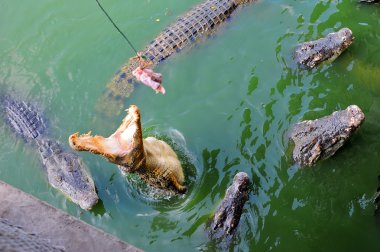 Tayland, pattaya, Timsah çiftliği