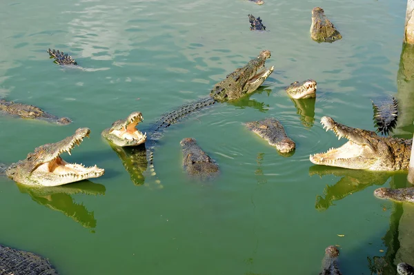 Thaïlande, Pattaya, ferme de crocodiles — Photo