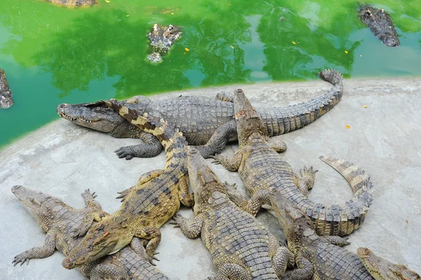 Thailand, Pattaya, Krokodilfarm — Stockfoto