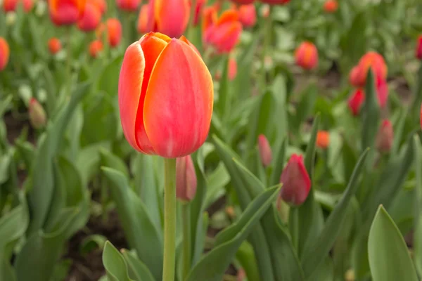 Tulips Flower-bed — Stock Photo, Image