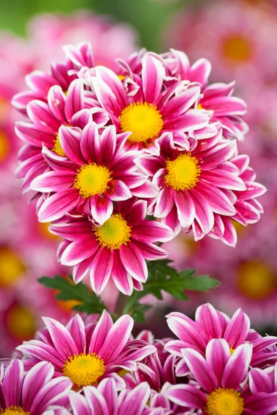 Bunch of chrysanthemum — Stock Photo, Image