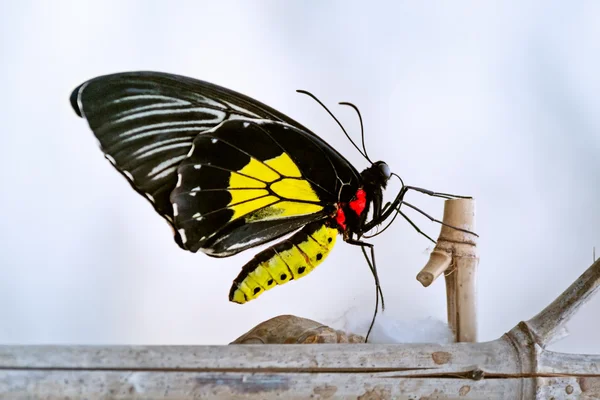 Motyl na oddział zagnieżdżenia — Zdjęcie stockowe