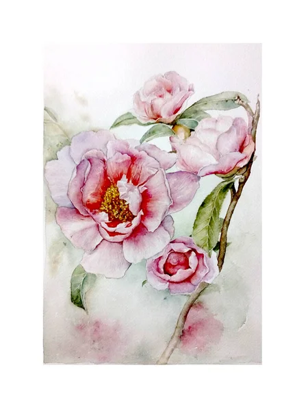 Pink Flower Watercolor Illustration — 图库照片