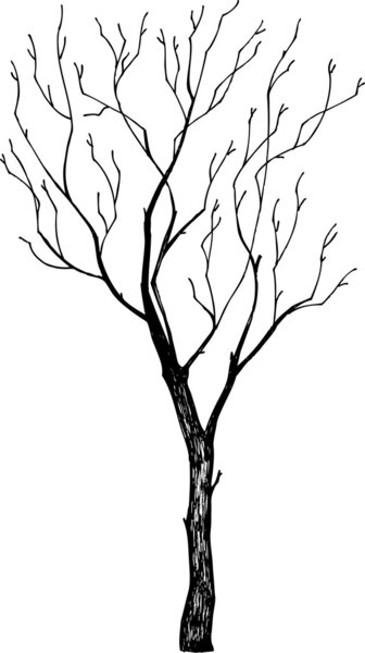 Tree silhouette — Stock Vector