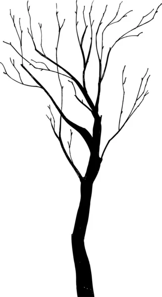 Silueta de árbol — Vector de stock