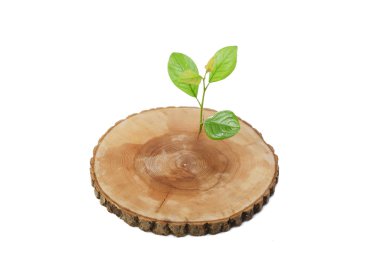 Cut tree green sprout on a white background clipart
