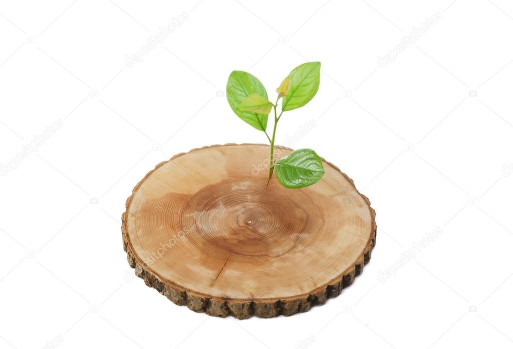 Cut tree green sprout on a white background