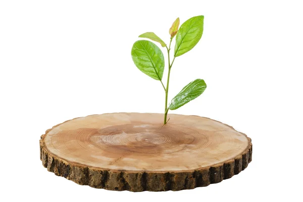 Sawn wood cut green sprout — Stock Photo, Image