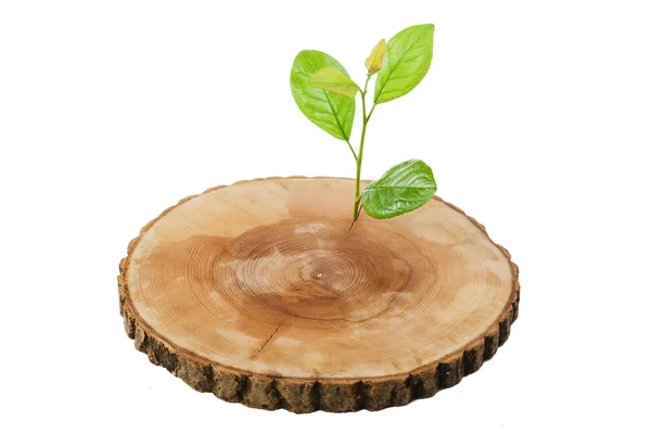 Sawn wood cut green sprout — Stock Photo, Image