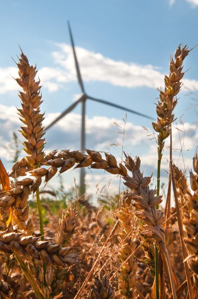 Turbinas eólicas en los campos — Foto de Stock