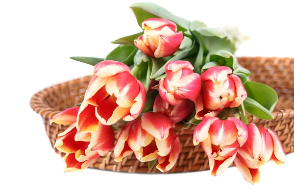 Tulips on white background — Stock Photo, Image