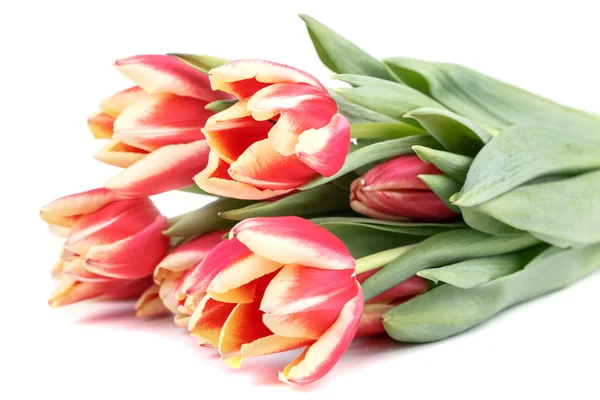 Tulips on white background — Stock Photo, Image