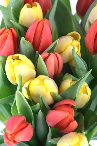 Verse lente tulpen — Stockfoto