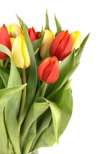 Fresh spring tulips — Stock Photo, Image