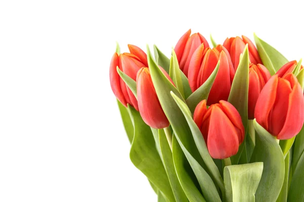 Fresh spring tulips — Stock Photo, Image