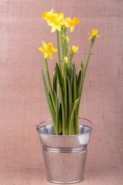 Yellow Narcissuses — Stock Photo, Image