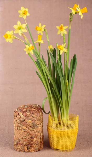 Yellow daffodils — Stock Photo, Image