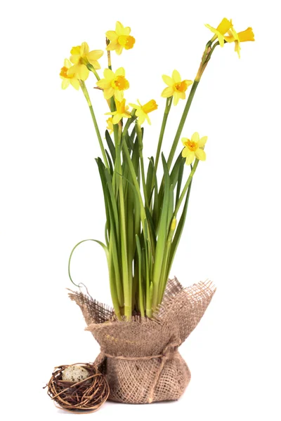 Yellow daffodils — Stock Photo, Image