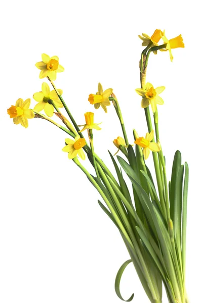 Yellow daffodils — Stock Photo, Image