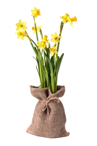 Yellow daffodils — Stock Photo, Image