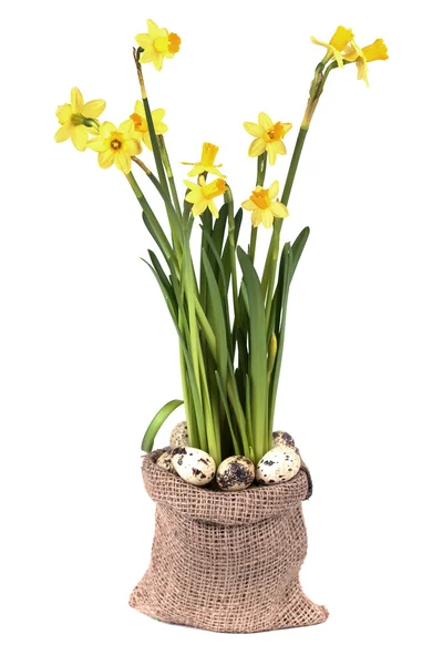 Yellow daffodils — Stock Photo, Image