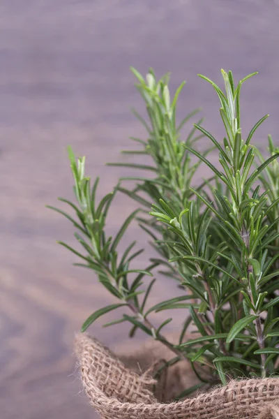 Rosemary — Stock Photo, Image