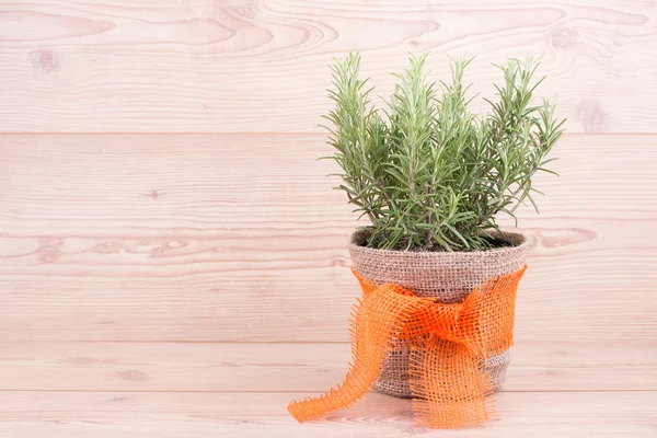 Fresh rosemary — Stock Photo, Image