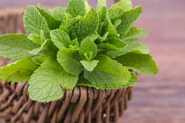 Fresh mint — Stock Photo, Image