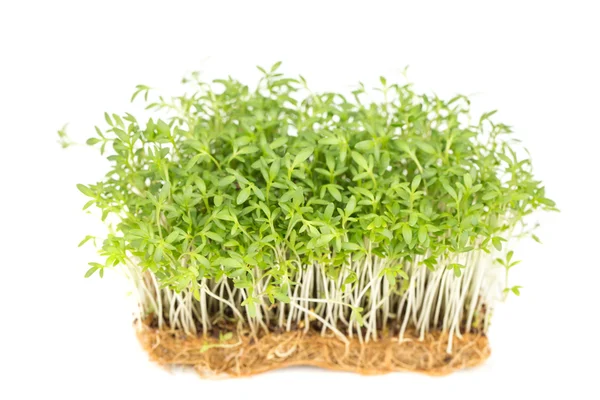 Watercress — Stock Photo, Image