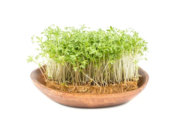 Watercress — Stock Photo, Image