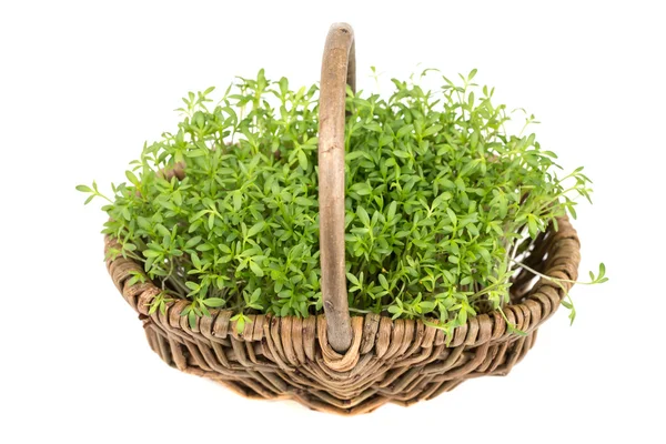 Watercress — Stock Photo, Image